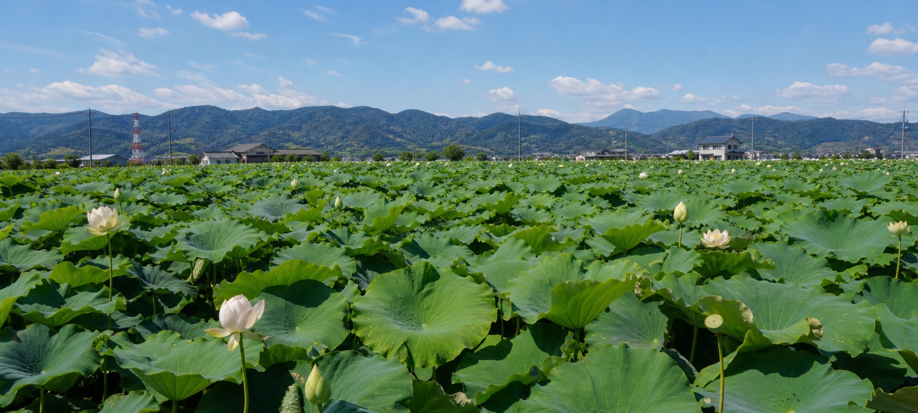 白い花を咲かせる岩国・尾津の蓮田