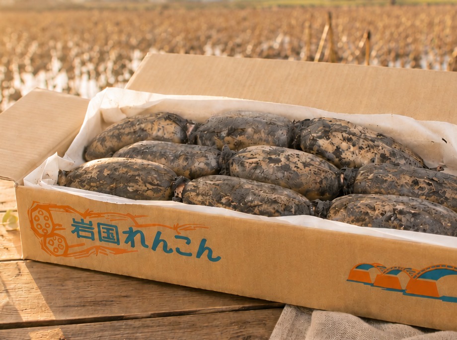 岩国れんこん 大サイズ（通常品）の箱詰め